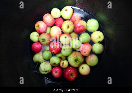 Les pommes fraîchement cueillies recueillies à partir d'un verger anglais sont préparés pour pompage dans un Apple Day Festival à Sheffield, Angleterre, Royaume-Uni - Octobre 2015 Banque D'Images