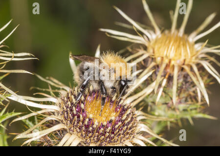 Bombus pascuorum, cardeur commun bee, Allemagne Banque D'Images