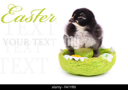 Peu de poulet dans le nid. Easter Banque D'Images