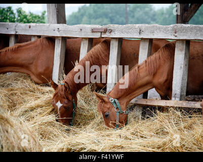 Groupe de chevaux mange le foin d'un rack de foin Banque D'Images