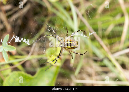 Argiope bruennichi, Wasp araignée d'Allemagne Banque D'Images