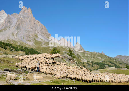 Grand troupeau de moutons et son berger dans les montagnes Vallée de la Clarée ; région Brianconnais, Alpes, France Banque D'Images