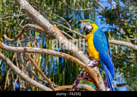 Un bleu-et-jaune macaw est assis sur la branche d'un arbre. Banque D'Images