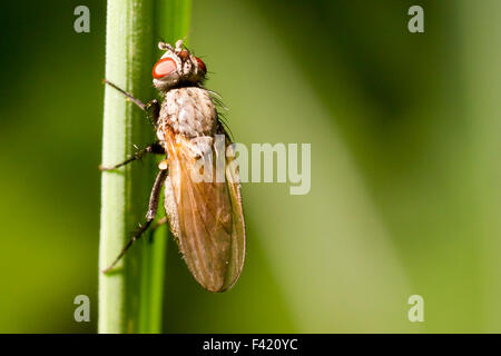 Une mouche sur un brin d'herbe. Banque D'Images