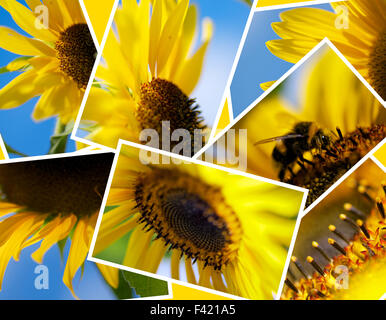 Collage de tournesol Banque D'Images