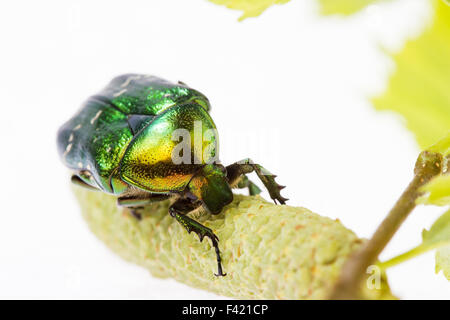 Rose chafer Banque D'Images