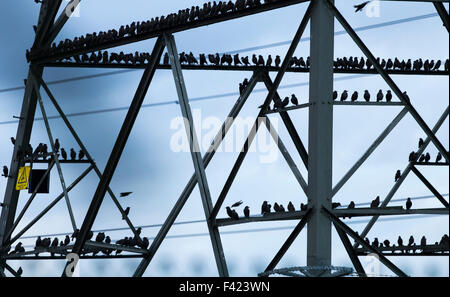 L'Étourneau sansonnet (Sturnus vulgaris), se percher sur l'électricité pylône sur la côte nord-est de l'Angleterre. UK Banque D'Images