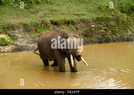 L'éléphant indien (Elephas maximus indicus) est l'un des trois sous-espèces reconnues de l'éléphant d'Asie et l'indigène à mainland Banque D'Images