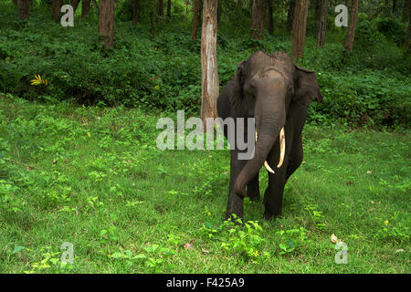 La charge de l'éléphant à Bandipur National Park, au Karnataka Banque D'Images