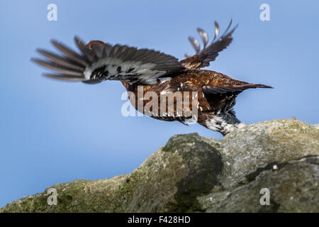 Lagopède des saules (Lagopus lagopus) lancement en vol avec un œil sur le photographe, Yorkshire, UK Banque D'Images