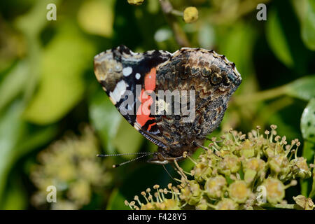 Close up of butterfly se nourrissant de nectar de fleurs de lierre avec proboscis à motifs montrant les échelles et anatomie de dessous Banque D'Images