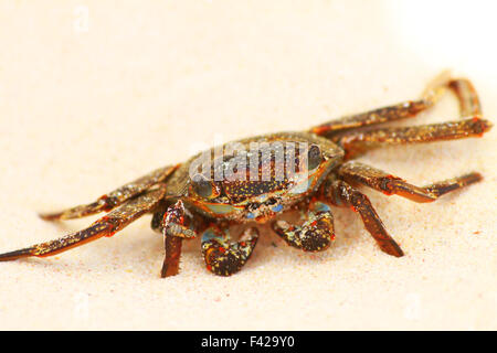 Le crabe sur la plage à la Barbade Banque D'Images