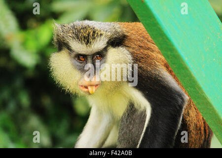 Mona singe dans la réserve forestière de Grand Etang à la Grenade Banque D'Images