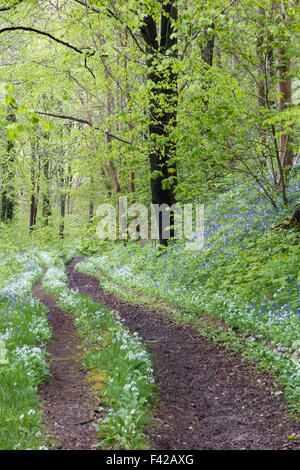 L'ail sauvage dans les bois à Milton Abbas, Dorset, England, UK Banque D'Images