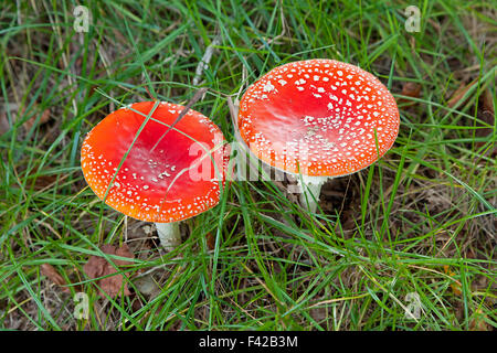 Fly agarics, Basse-Saxe, Allemagne Banque D'Images