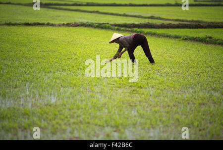 Une femme labourant une rizière nr Phong Nha, Quảng Bình Province, Vietnam Banque D'Images