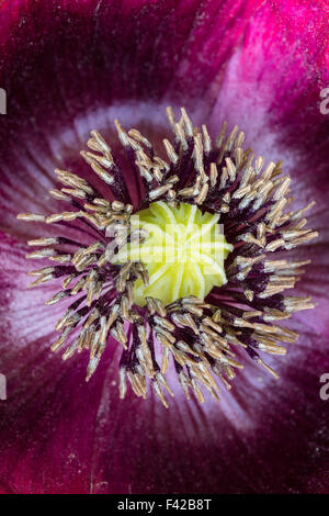 Poppy dans notre jardin, Milborne Port, Somerset, Angleterre Banque D'Images