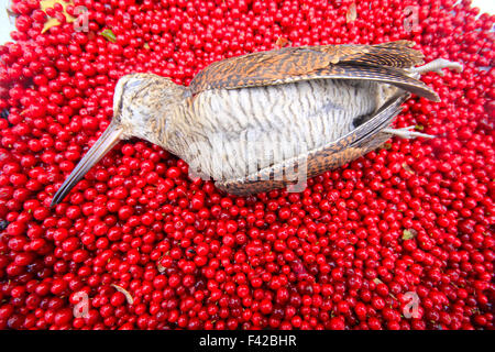 Scène de chasse oiseau avec fruits rouges Banque D'Images