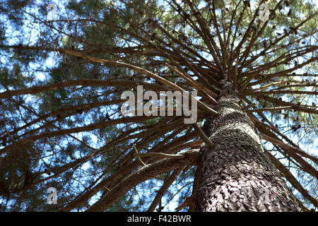 Low angle view of majestic pine tree à Sierra de Nieves, Malaga Banque D'Images