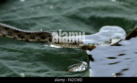 Dice snake sur feuille de lotus. Banque D'Images