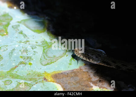 Dice snake sur feuille de lotus. Banque D'Images