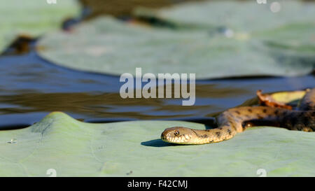 Dice snake sur feuille de lotus. Banque D'Images