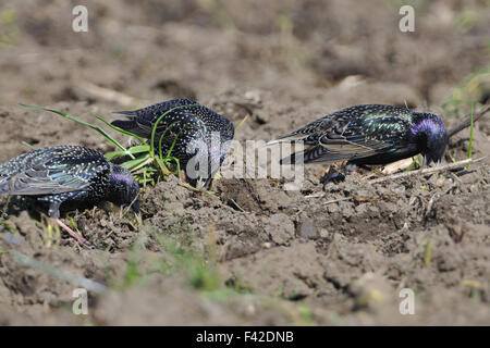 Sturnus vulgaris Banque D'Images