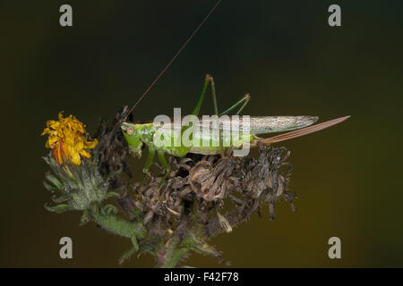 Long-winged conehead, femme, Langflüglige Schwertschrecke, Weib, Conocephalus fuscus., Conocephalus discolor, Signum fuscum Banque D'Images