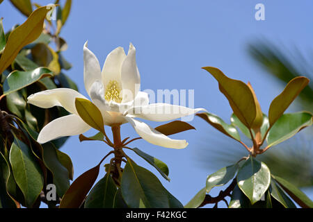 Fleur de Magnolia grandiflora Banque D'Images