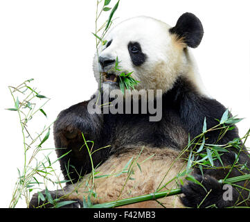 Giant Panda bambou manger isolé Banque D'Images