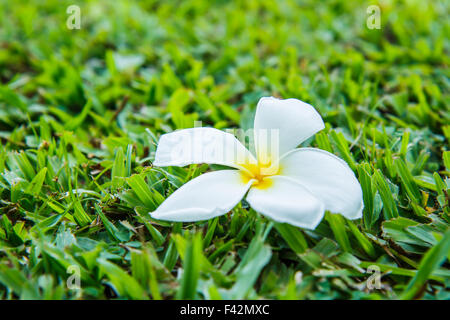 Plumeria sur l'herbe Banque D'Images