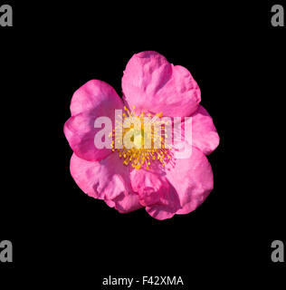 Wild Rose rose isolated on black Banque D'Images