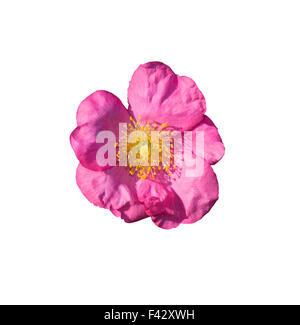 Wild Rose rose isolated on white Banque D'Images