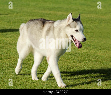 Un jeune chien Husky Sibérien de marcher sur la pelouse, connu pour leur incroyable endurance et volonté de travailler.Ils ressemblent à des loups Banque D'Images