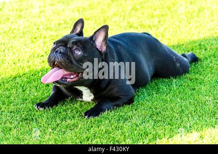 Un petit, jeune, belle, noir Bouledogue Français assis sur la pelouse tout en collant sa langue, et à la fois ludique et cheer Banque D'Images