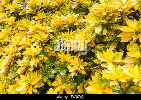 Variegated laurel closeup Banque D'Images