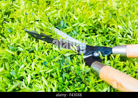 Ciseaux de coupe de jardinage avec couverture Banque D'Images