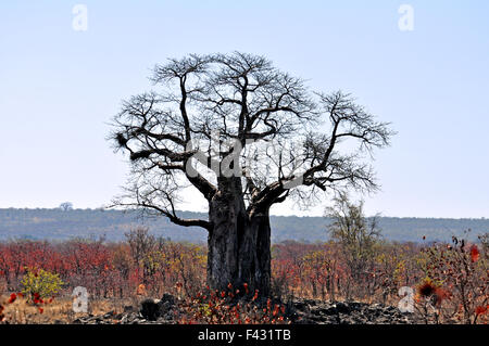 Arbre Baobab Banque D'Images