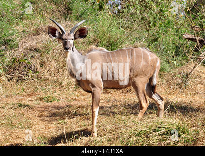 Antilope koudou Banque D'Images