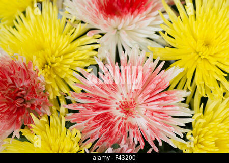 Beaux chrysanthèmes jaunes et rouges. Banque D'Images
