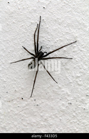 Eratigena atrica, giant spider house Banque D'Images