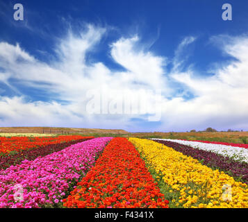 Les champs de fleurs multicolores Banque D'Images