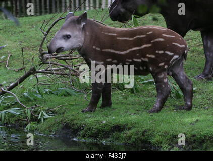 Bar d'Amérique du sud pour mineurs Lowland Tapir Tapir brésilien ou (Tapirus terrestris) avec la mère dans un zoo d'animaux Banque D'Images