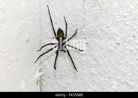 Eratigena atrica, giant spider house Banque D'Images