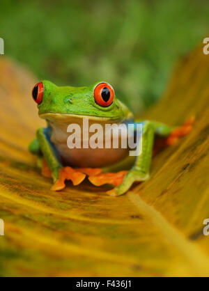 Agalychnis callidryas grenouille singe Banque D'Images