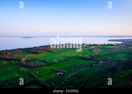 Olive Grove sur le lac de Garde Banque D'Images