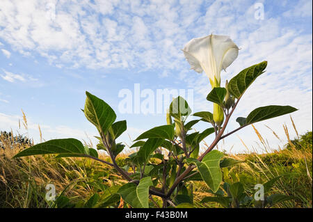 Plante appelée Angel's Trumpet Banque D'Images