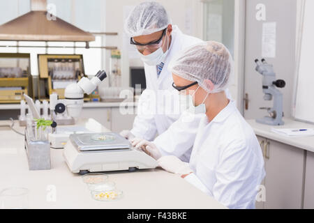 Les scientifiques de maïs en boîte de pétri Banque D'Images