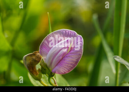 Fleur pourpre bean dans jardin avec vine Banque D'Images