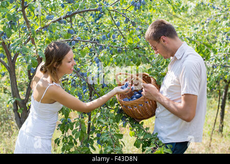 Jeune couple prunes cueillette sur le terrain lors d'une journée ensoleillée Banque D'Images